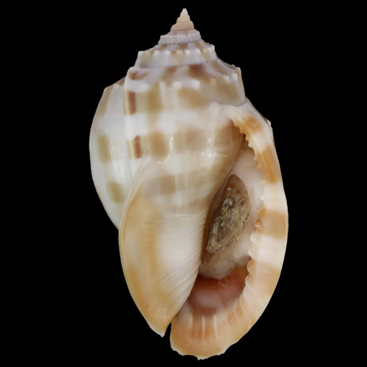 Phalium Bandatum 
