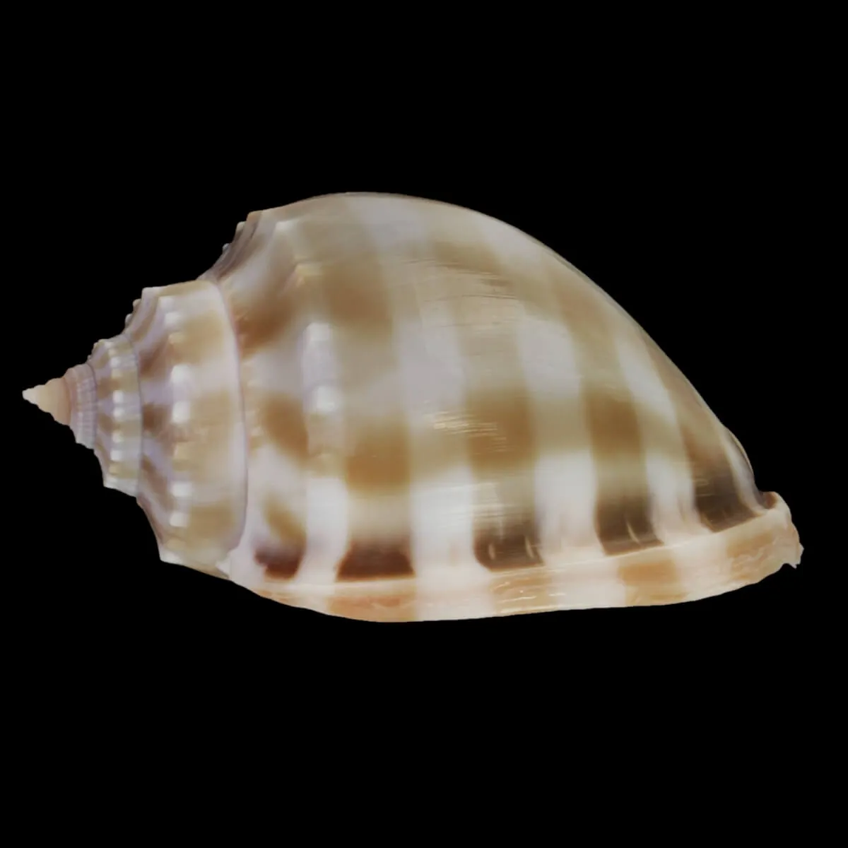 Phalium Bandatum 