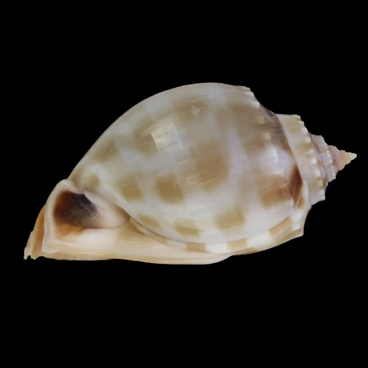 Phalium Bandatum 