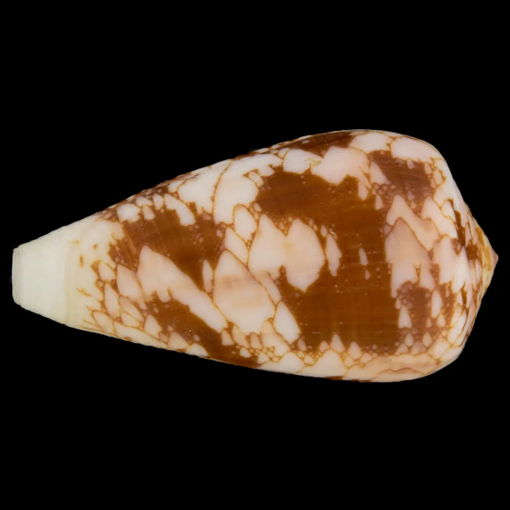 Conus Pennaceus f. Corbieri