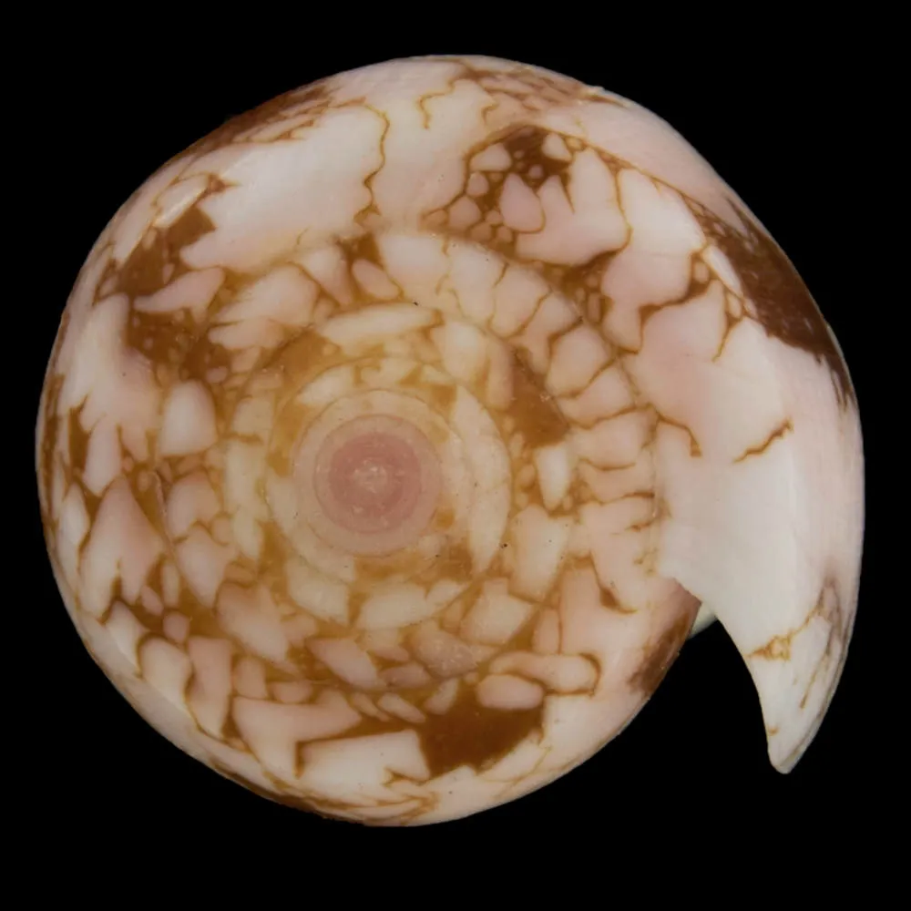 Conus Pennaceus f. Corbieri