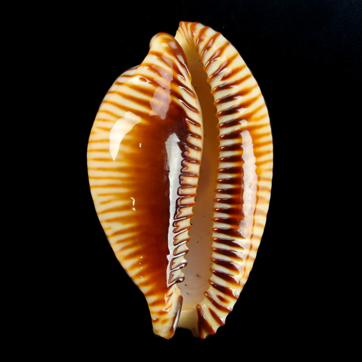 Cypraea Perisserosa