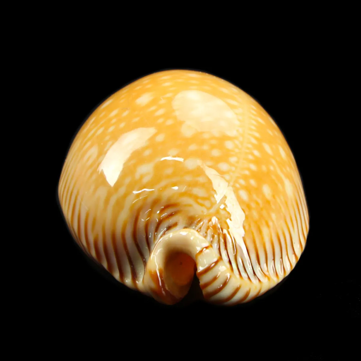 Cypraea Perisserosa