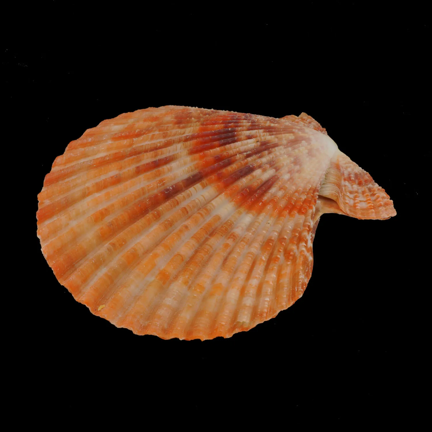 Mimachlamys Gloriosa