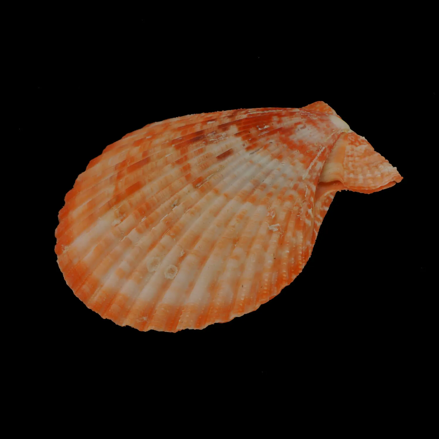 Mimachlamys Gloriosa