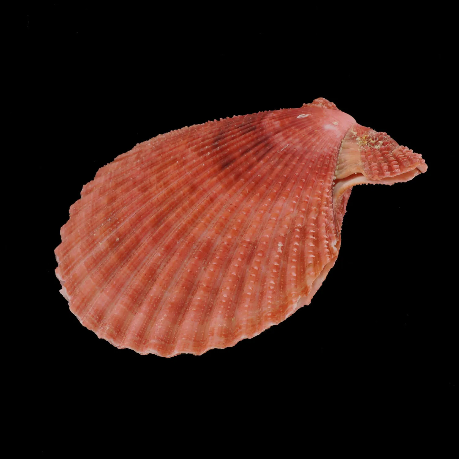 Mimachlamys Gloriosa