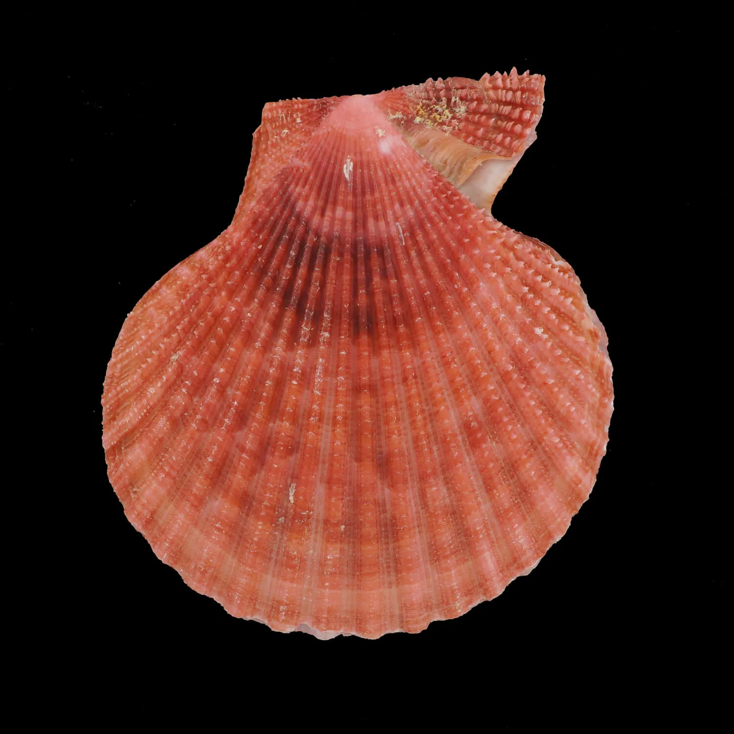 Mimachlamys Gloriosa