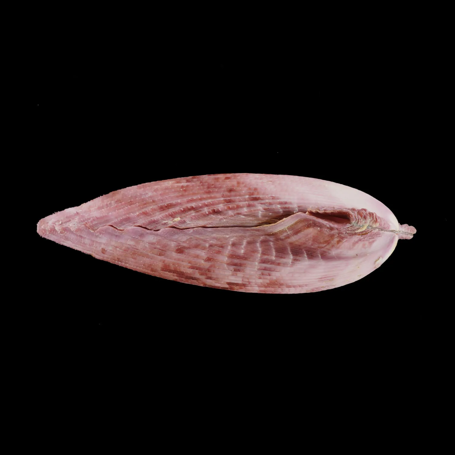 Mimachlamys Gloriosa