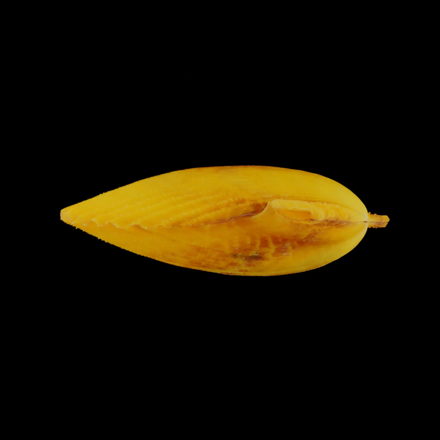 Mimachlamys Gloriosa