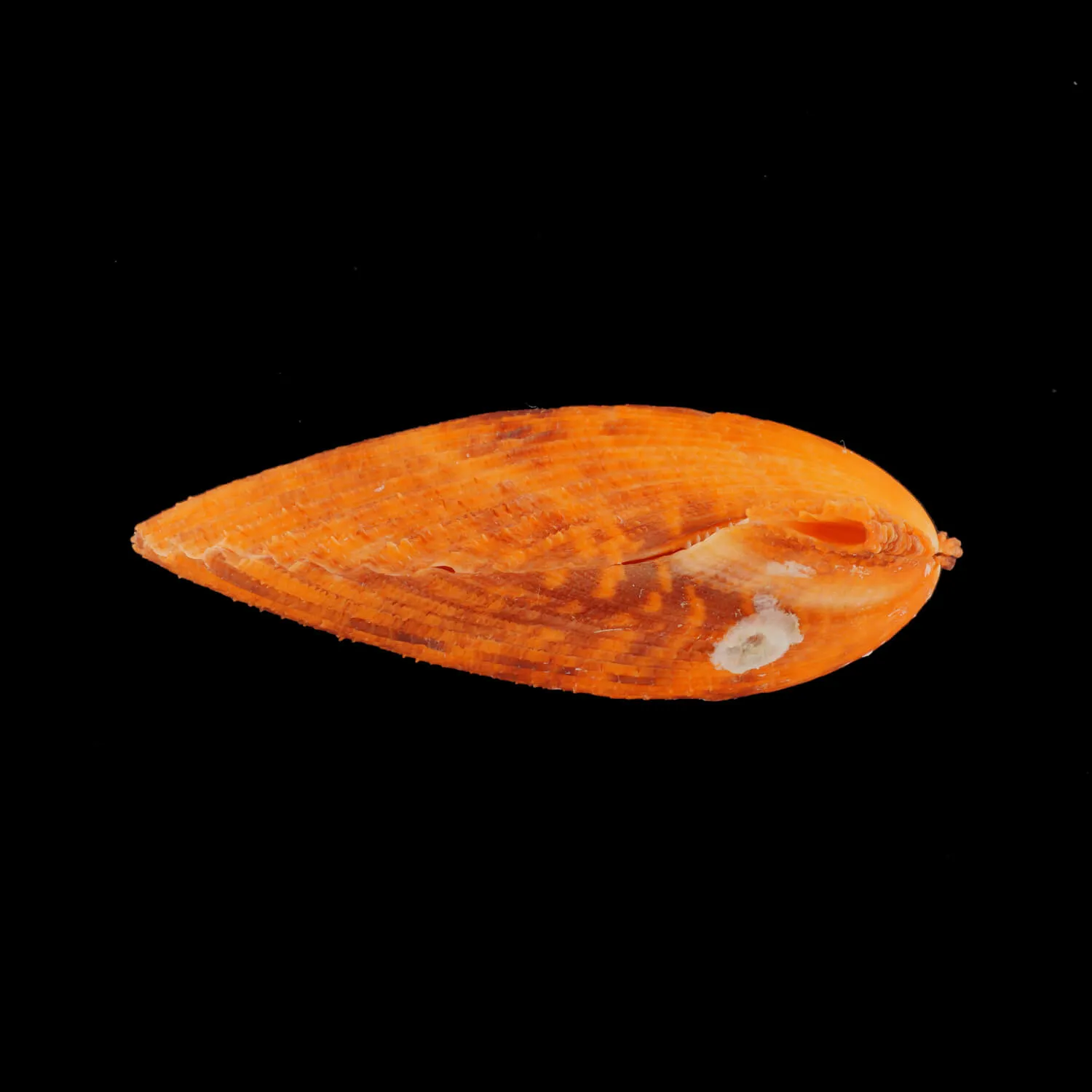 Mimachlamys Gloriosa