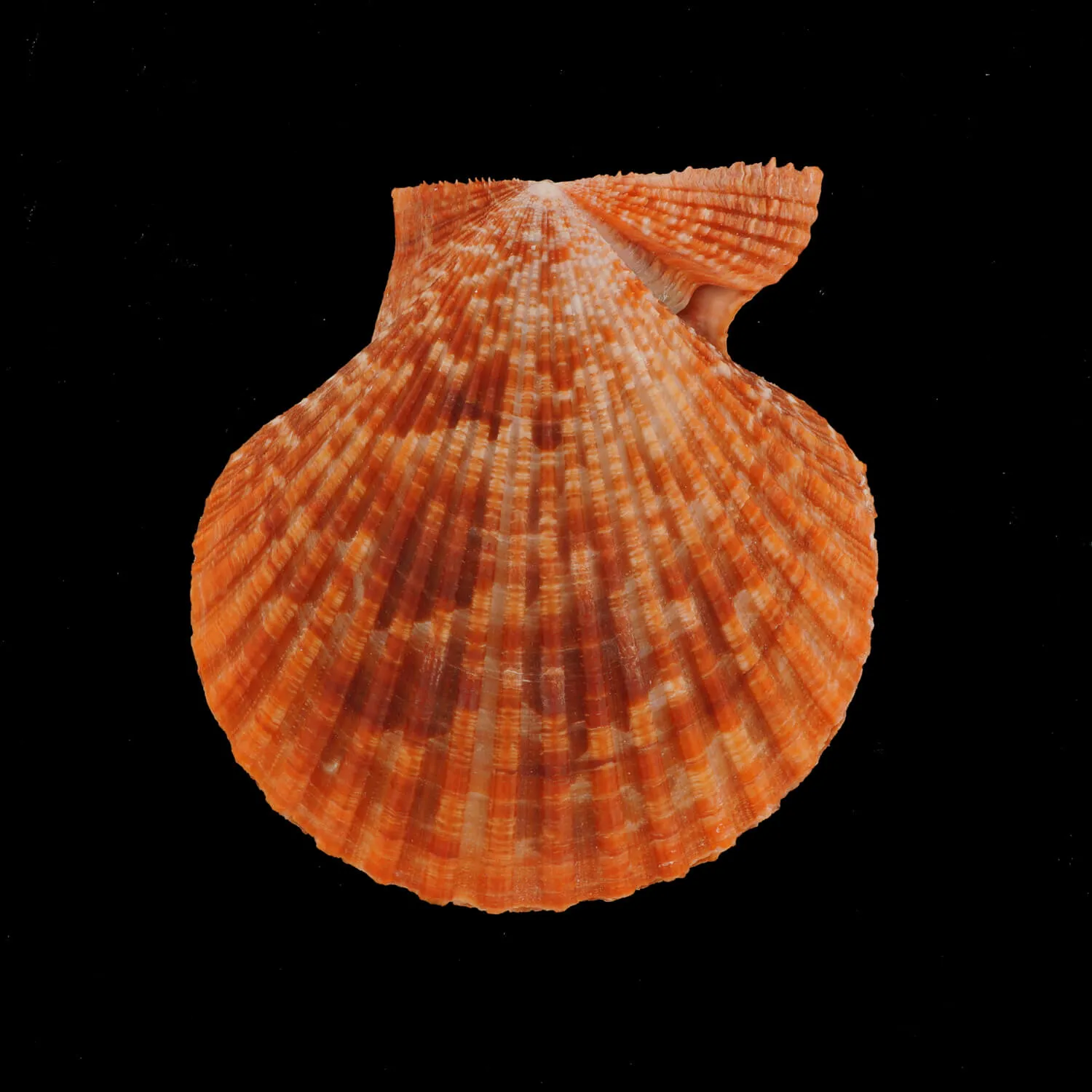 Mimachlamys Gloriosa