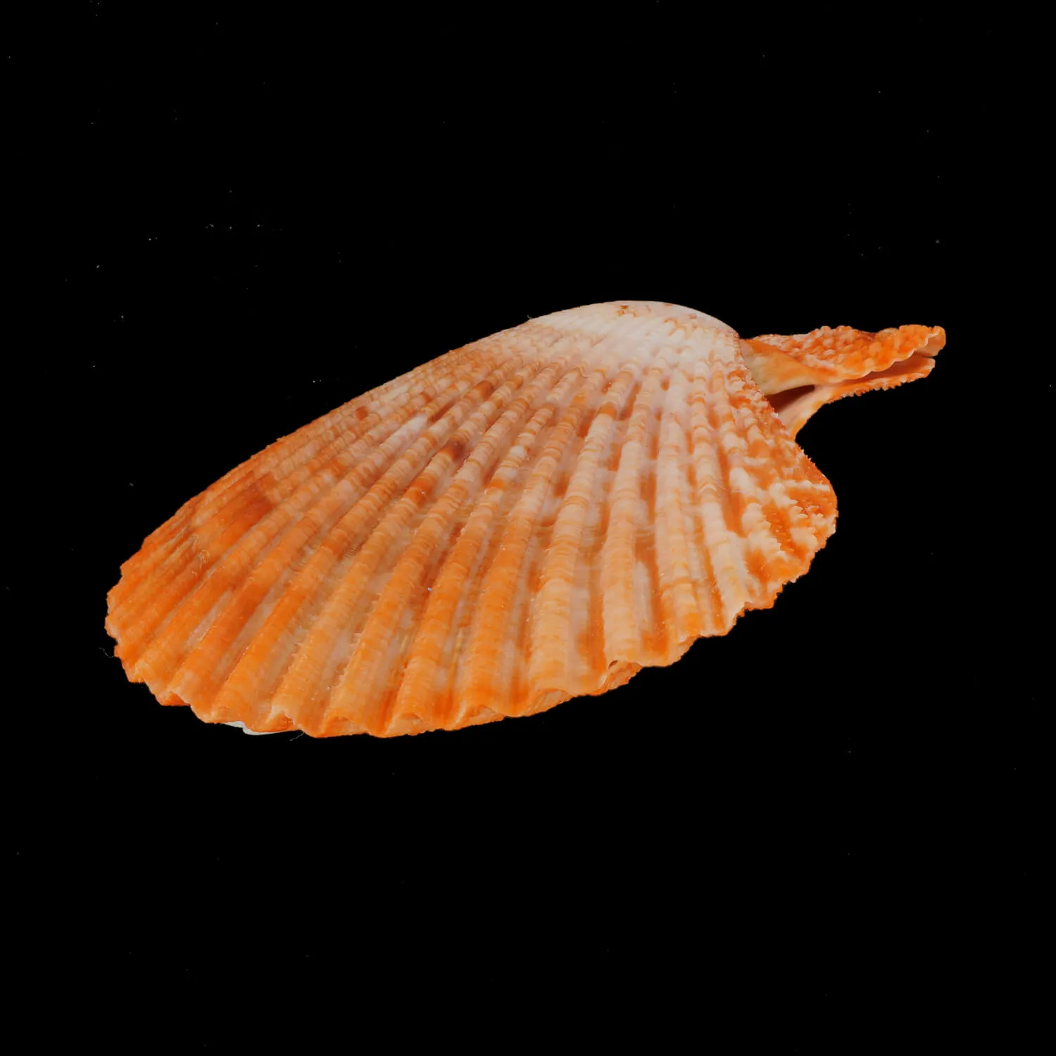 Mimachlamys Gloriosa