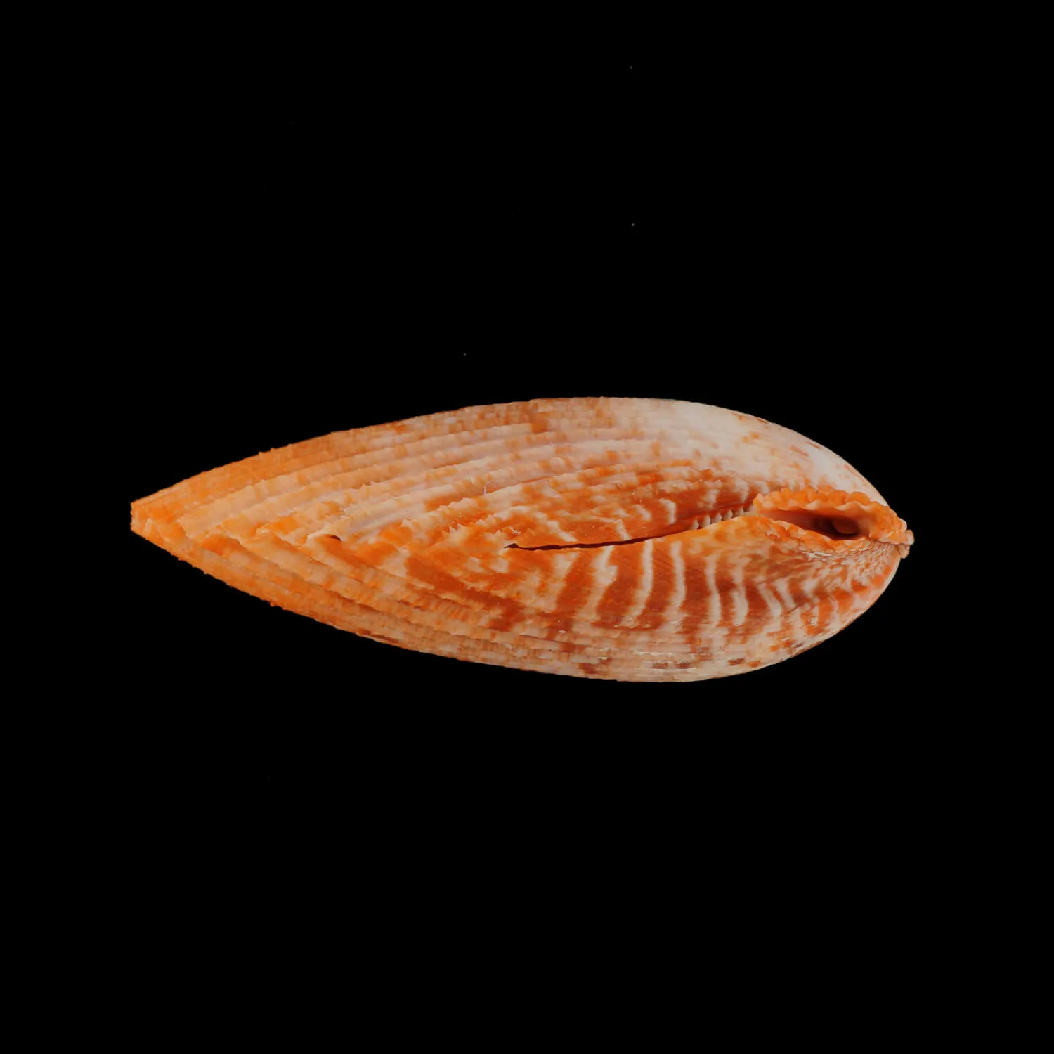 Mimachlamys Gloriosa
