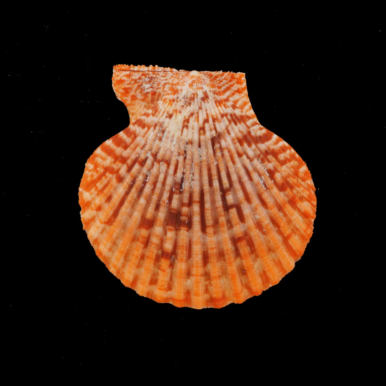 Mimachlamys Gloriosa