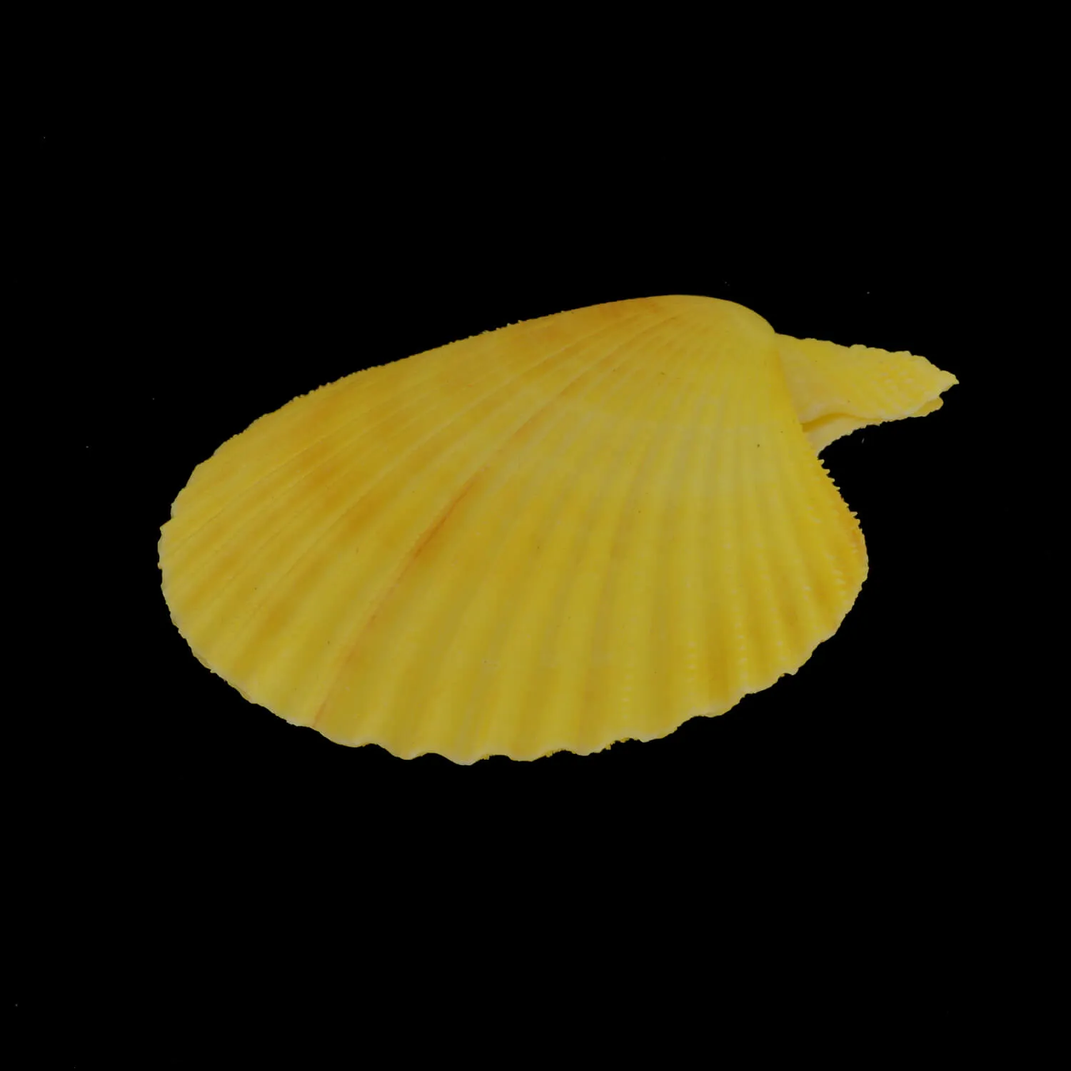 Mimachlamys Gloriosa