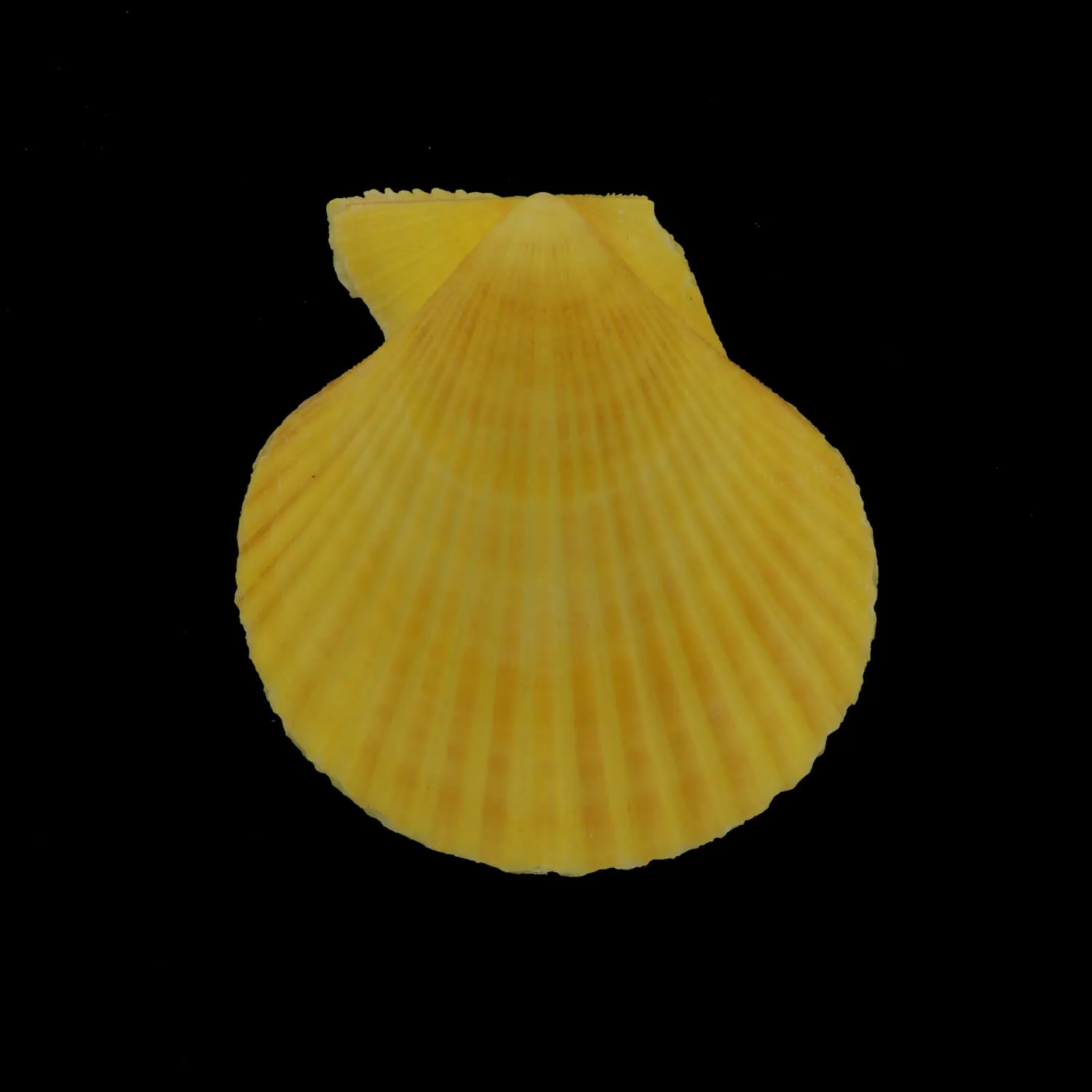 Mimachlamys Gloriosa