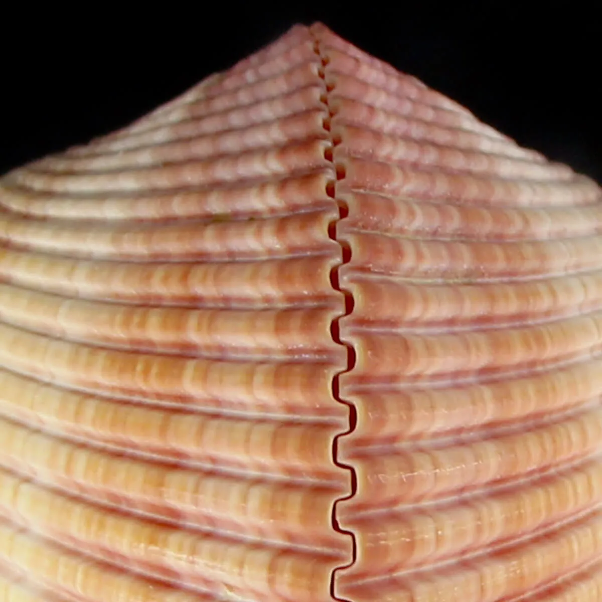 Maoricardium Pseudolima
