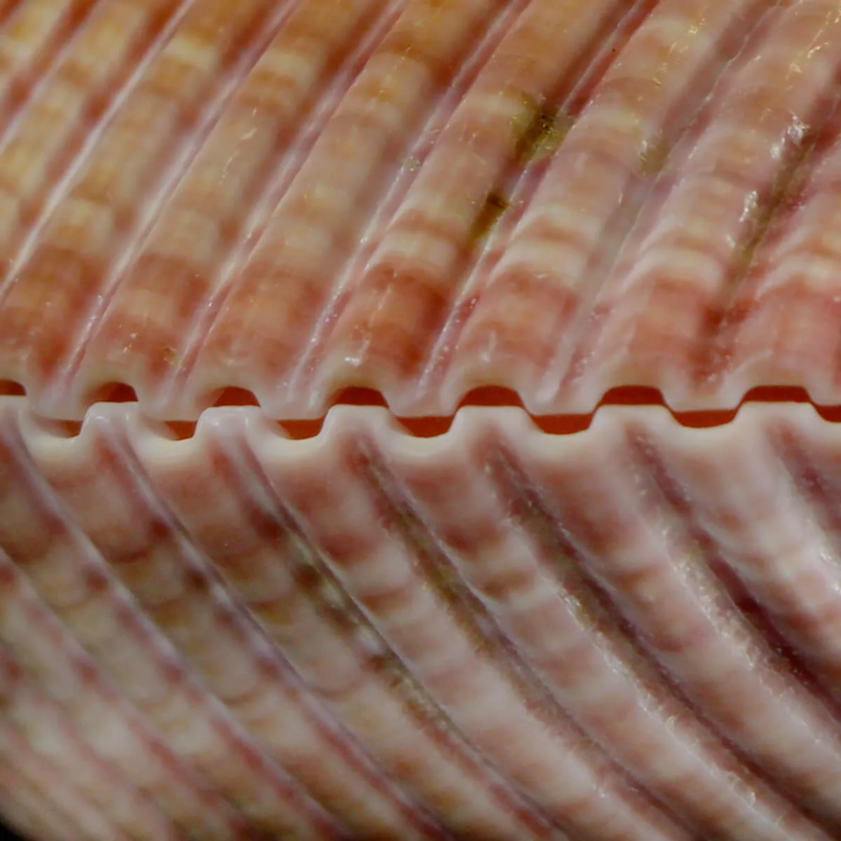 Maoricardium Pseudolima