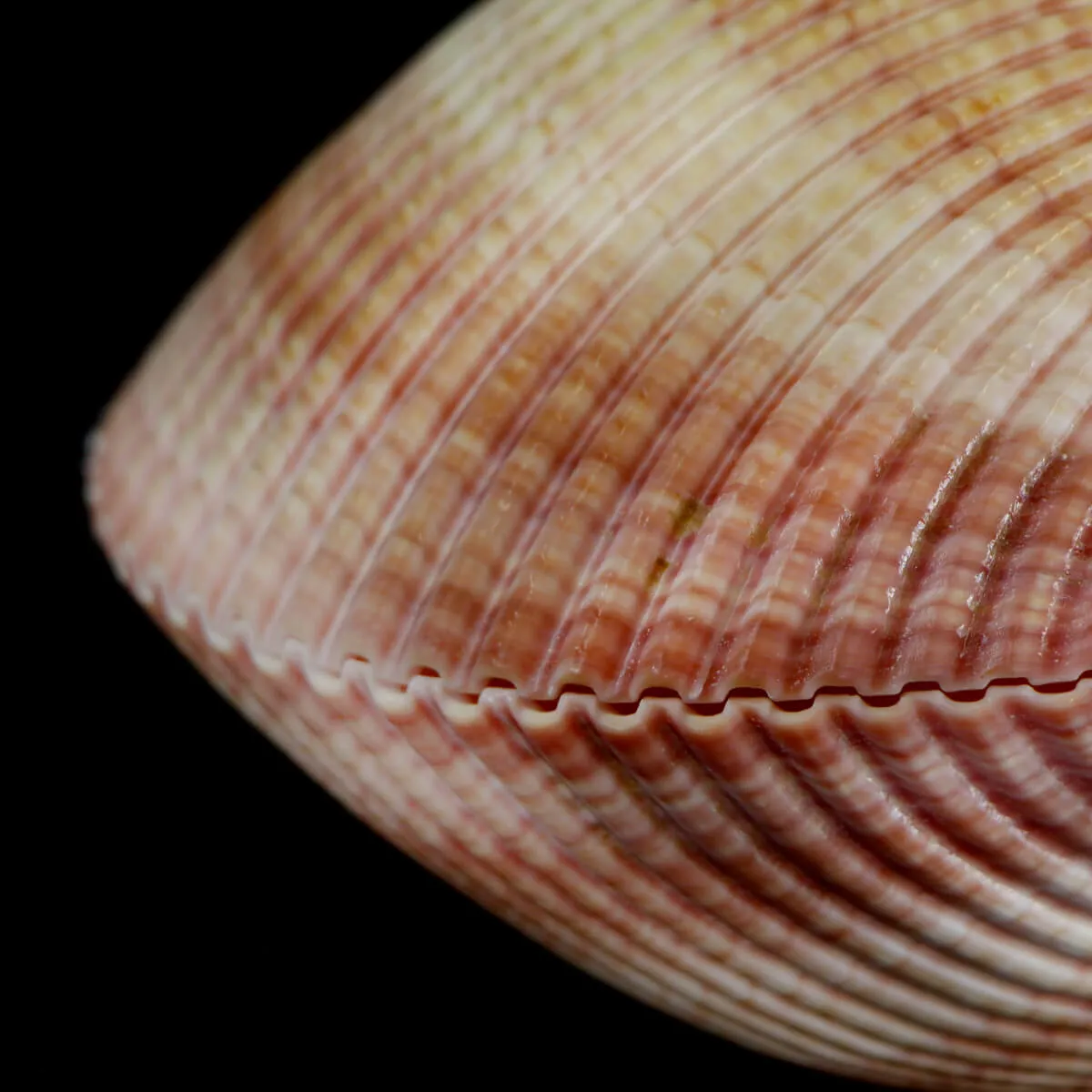 Maoricardium Pseudolima