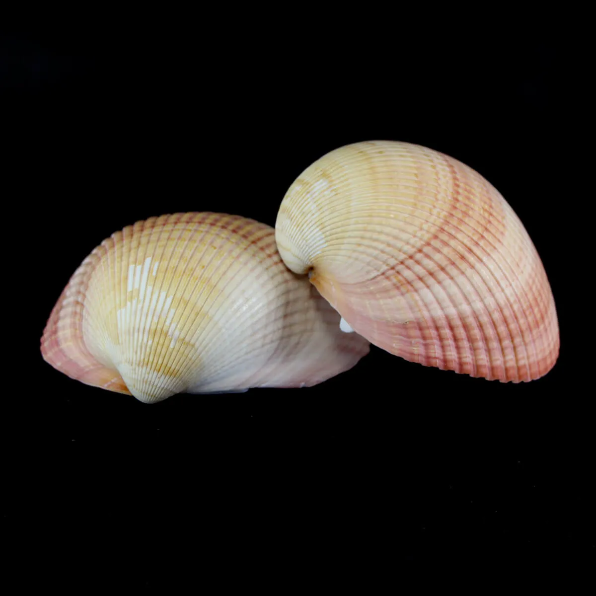Maoricardium Pseudolima