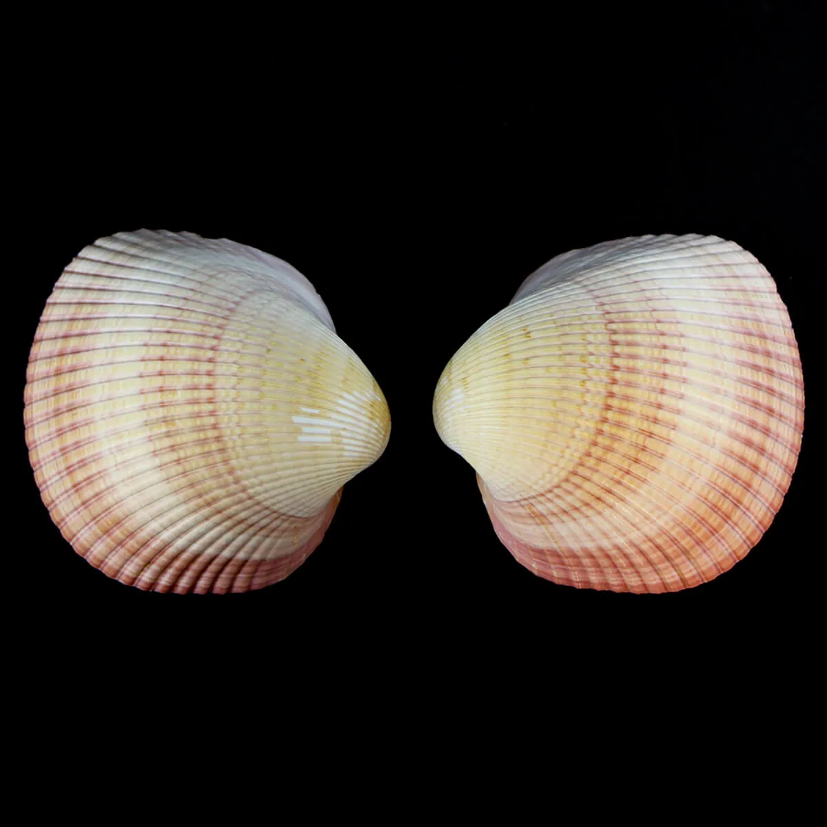Maoricardium Pseudolima