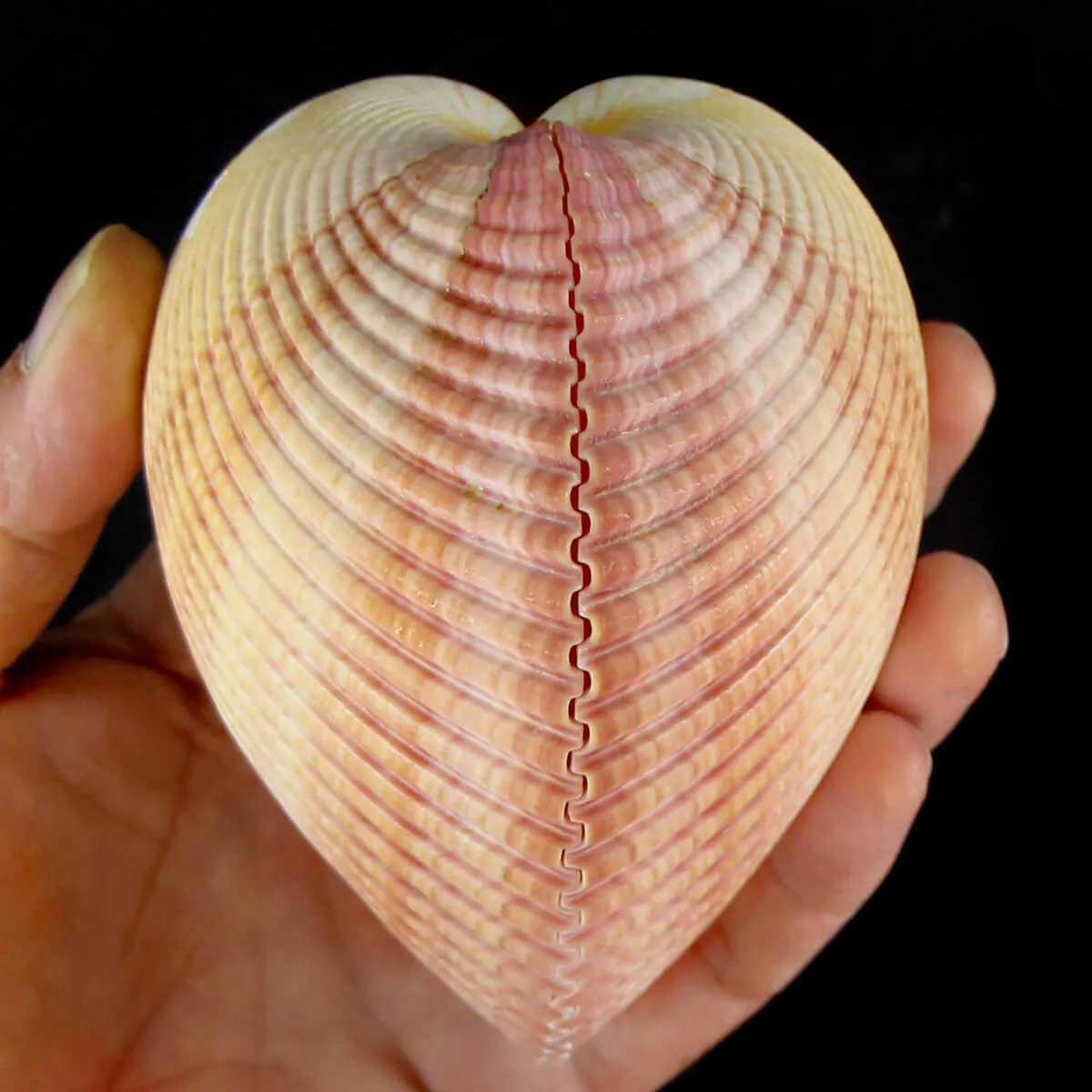 Maoricardium Pseudolima