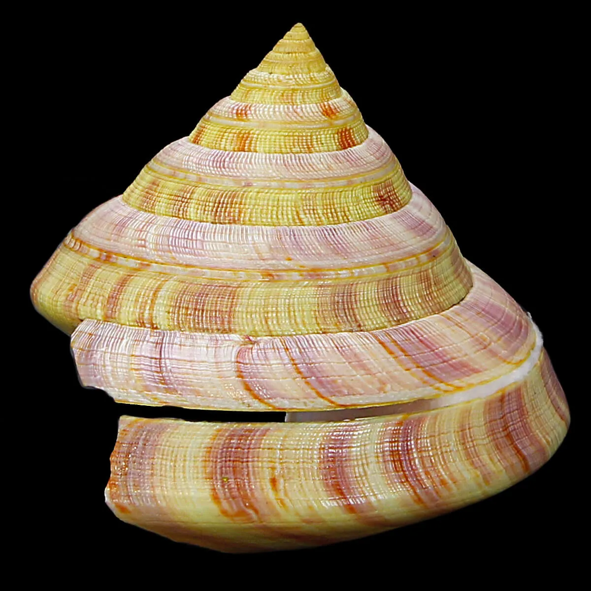 Entemnotrochus Rumphii