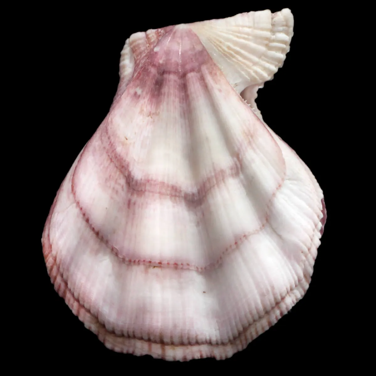 Swiftopecten Swiftii
