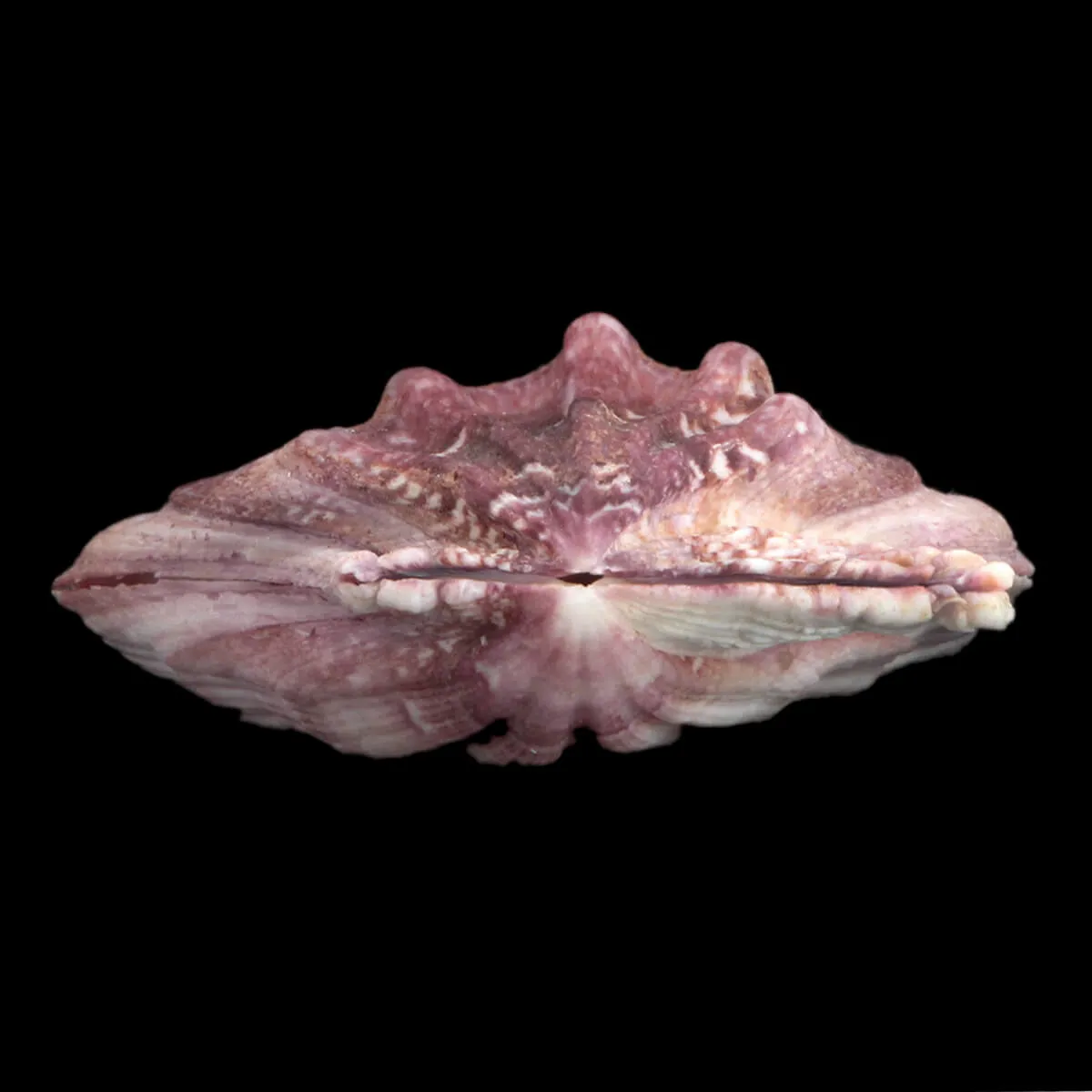 Swiftopecten Swiftii