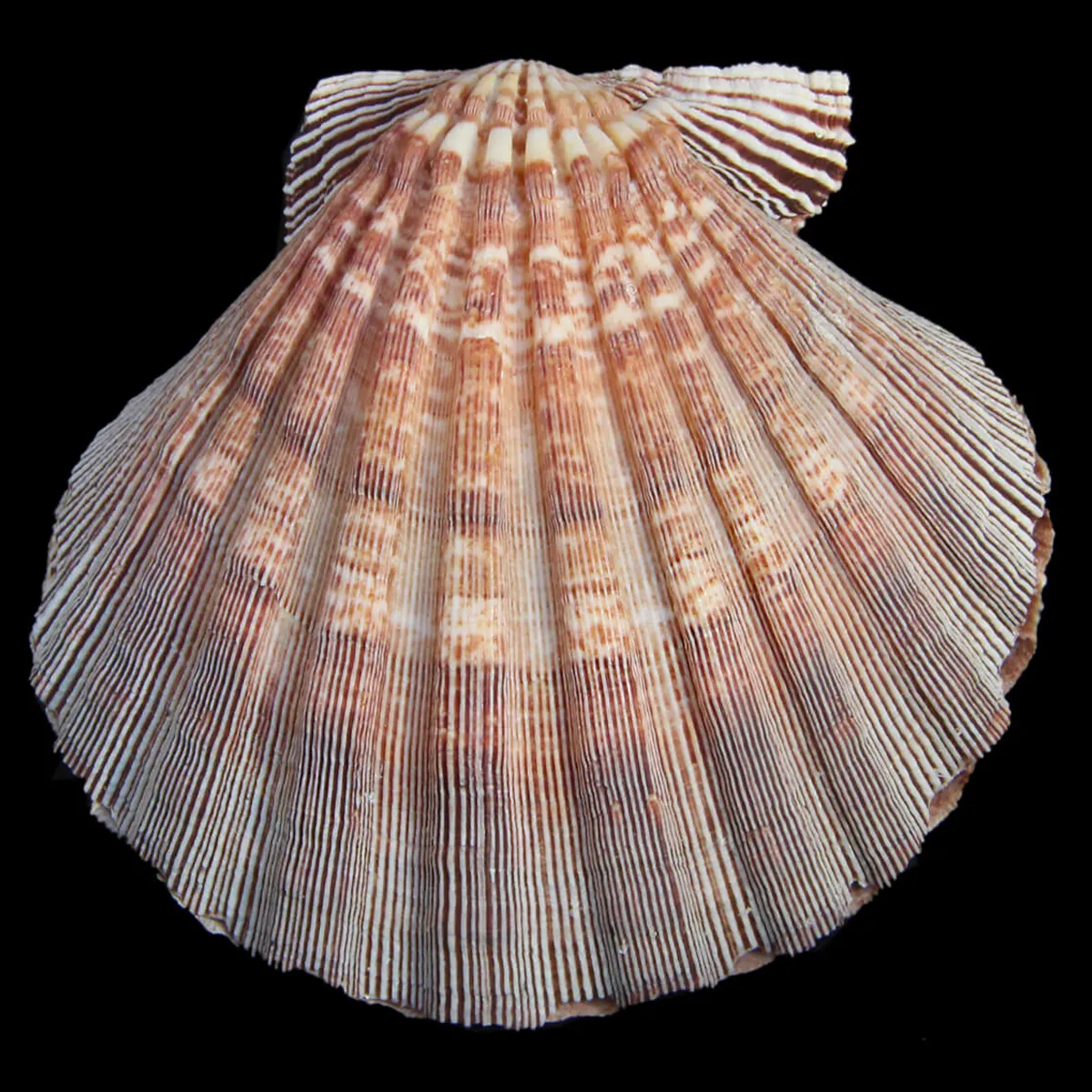 Nodipecten Subnodosus