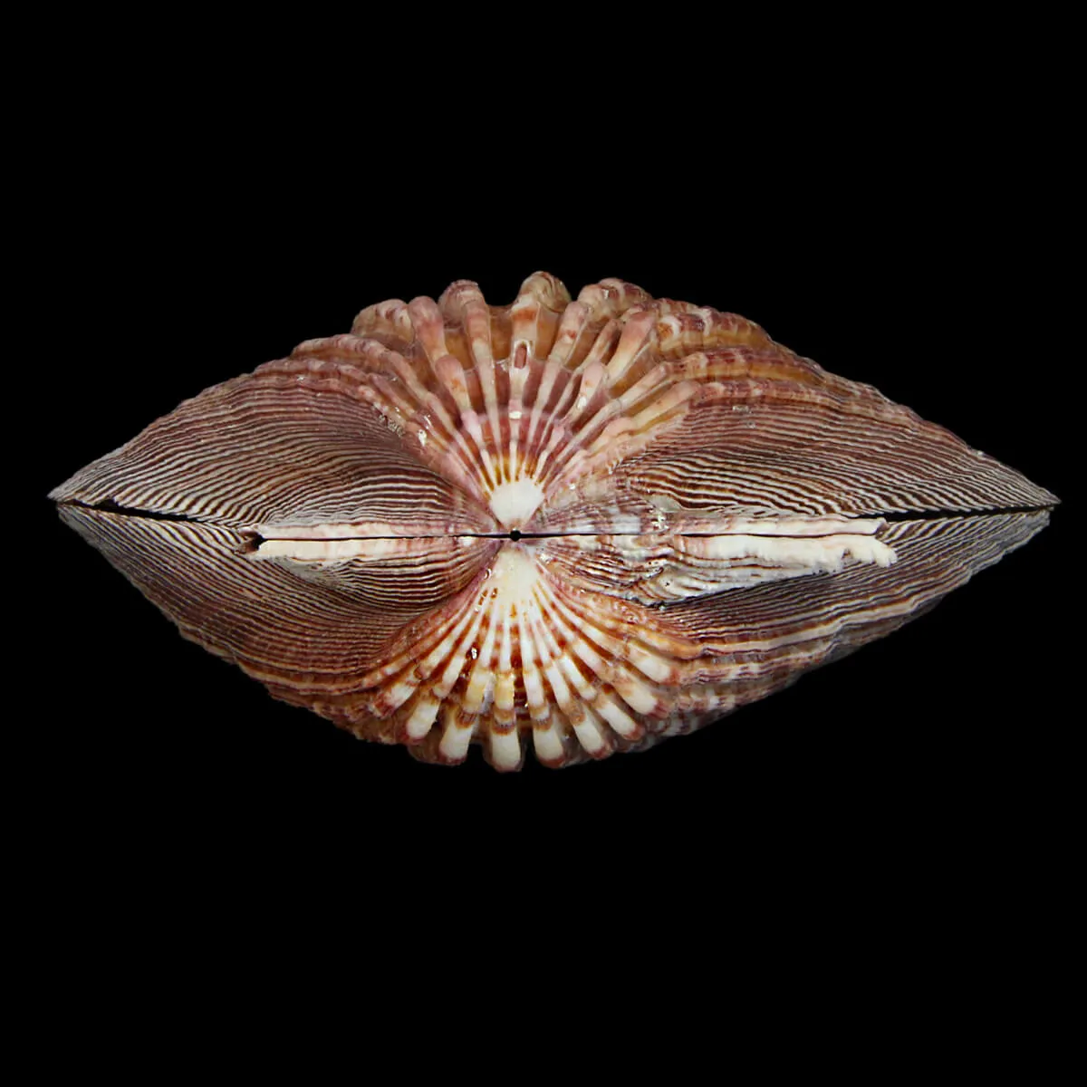 Nodipecten Subnodosus