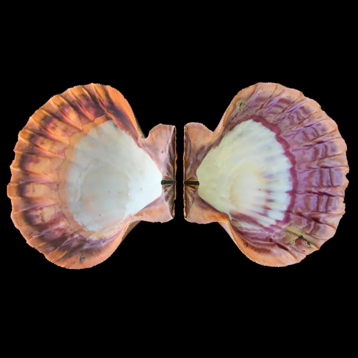 Nodipecten Subnodosus
