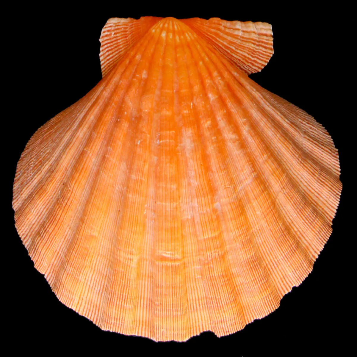 Nodipecten Subnodosus