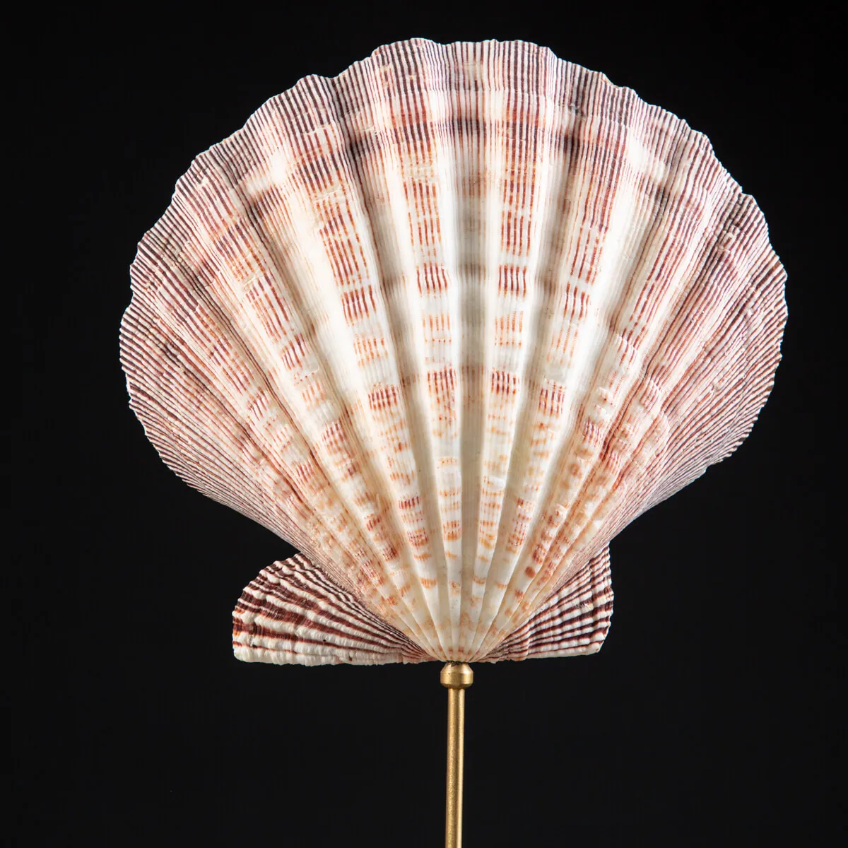 Coppia di Pecten Subnodosus su Piedistallo