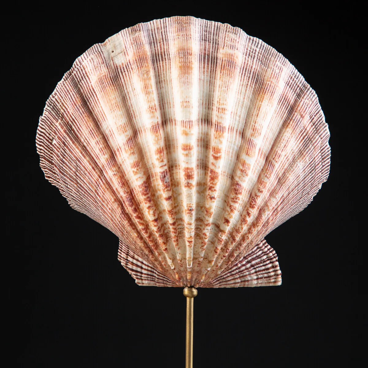Coppia di Pecten Subnodosus su Piedistallo