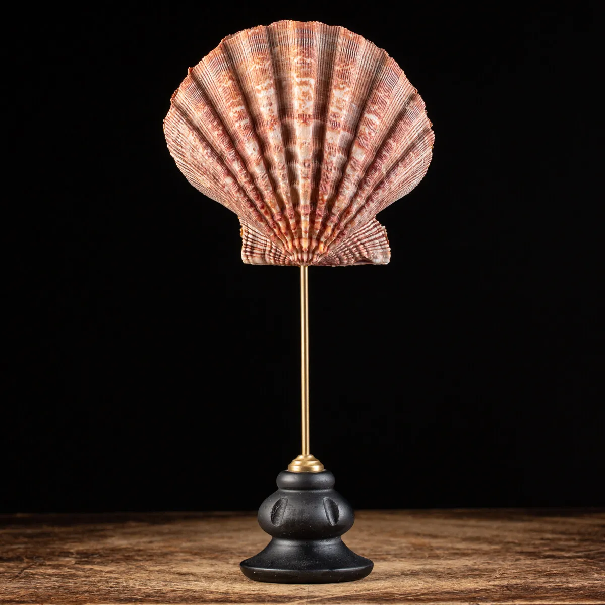 Pecten Subnodosus su Piedistallo