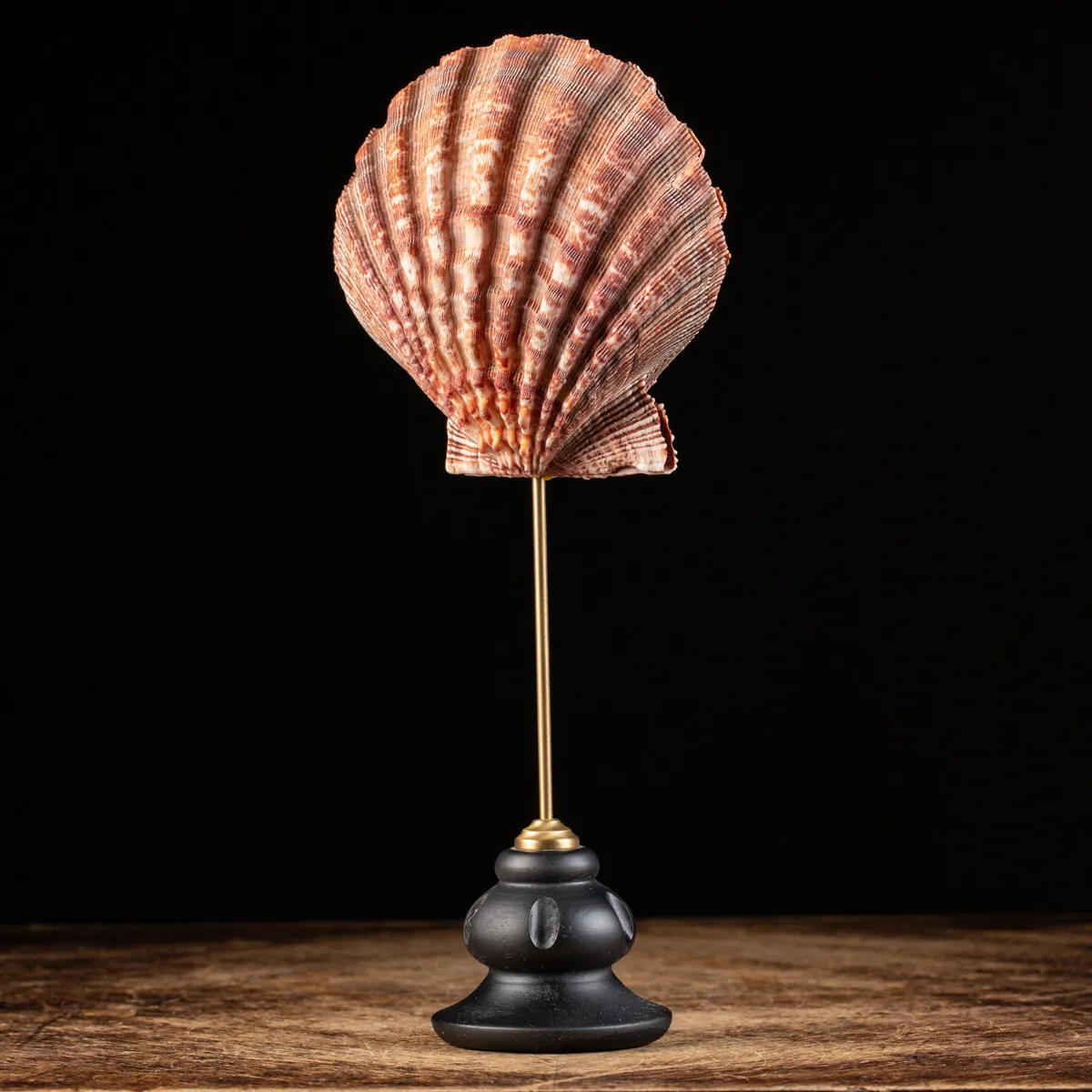 Pecten Subnodosus su Piedistallo