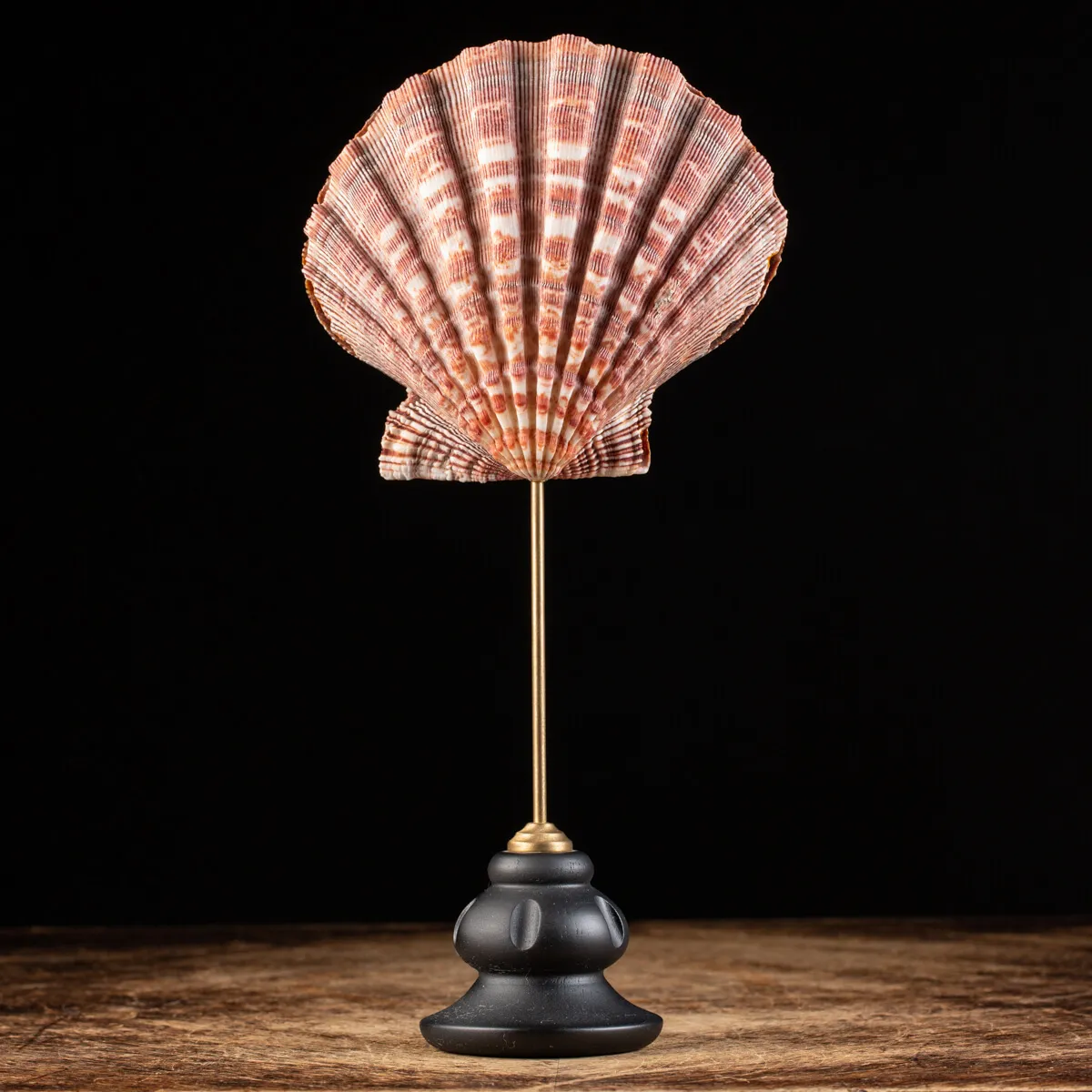 Pecten Subnodosus su Piedistallo