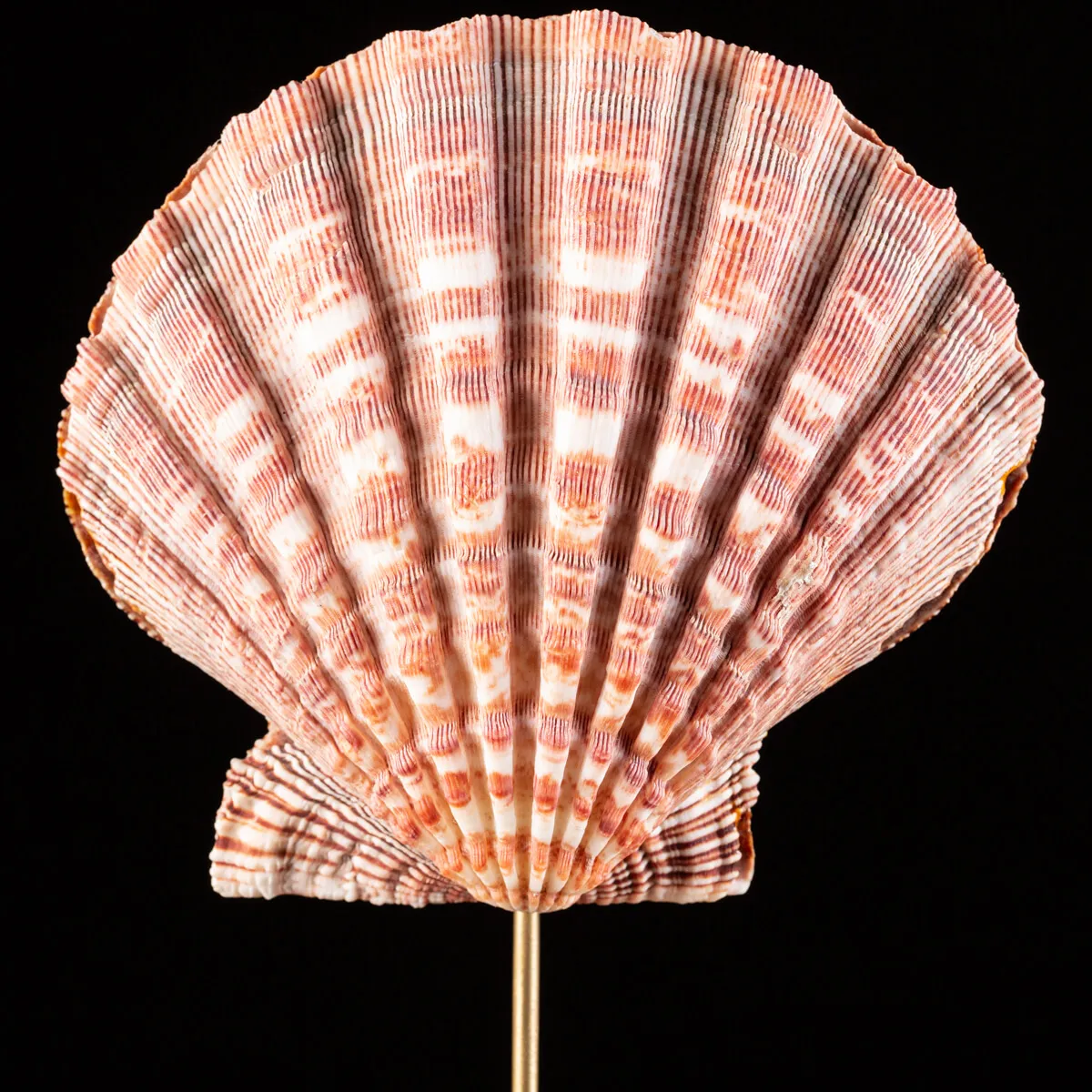 Pecten Subnodosus su Piedistallo