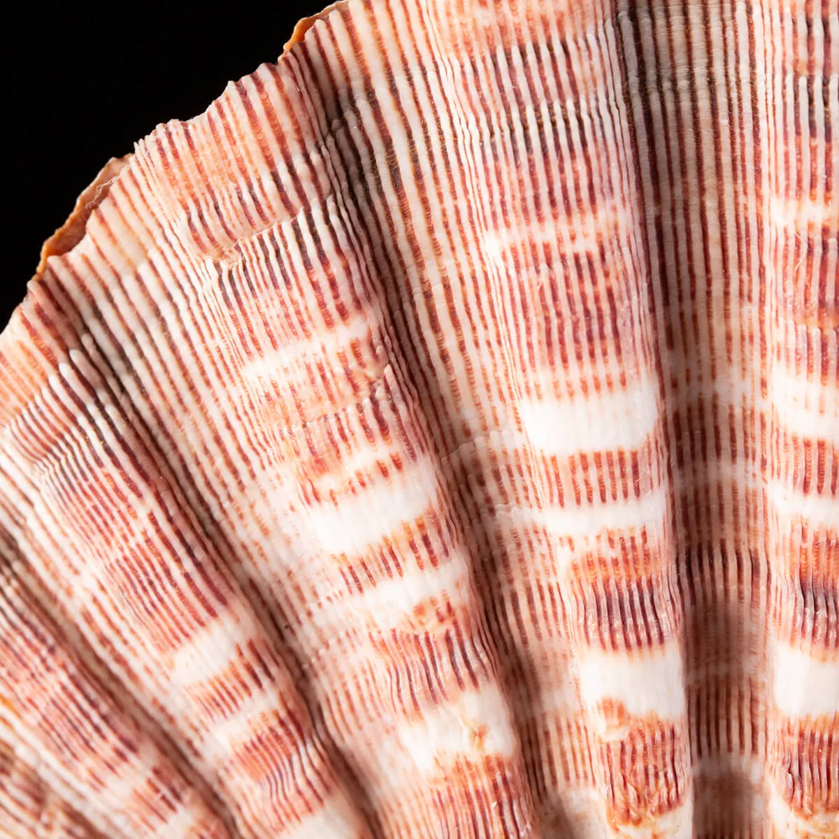 Pecten Subnodosus su Piedistallo