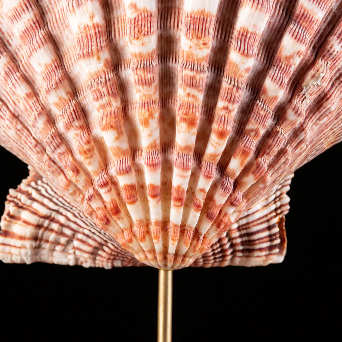 Pecten Subnodosus su Piedistallo