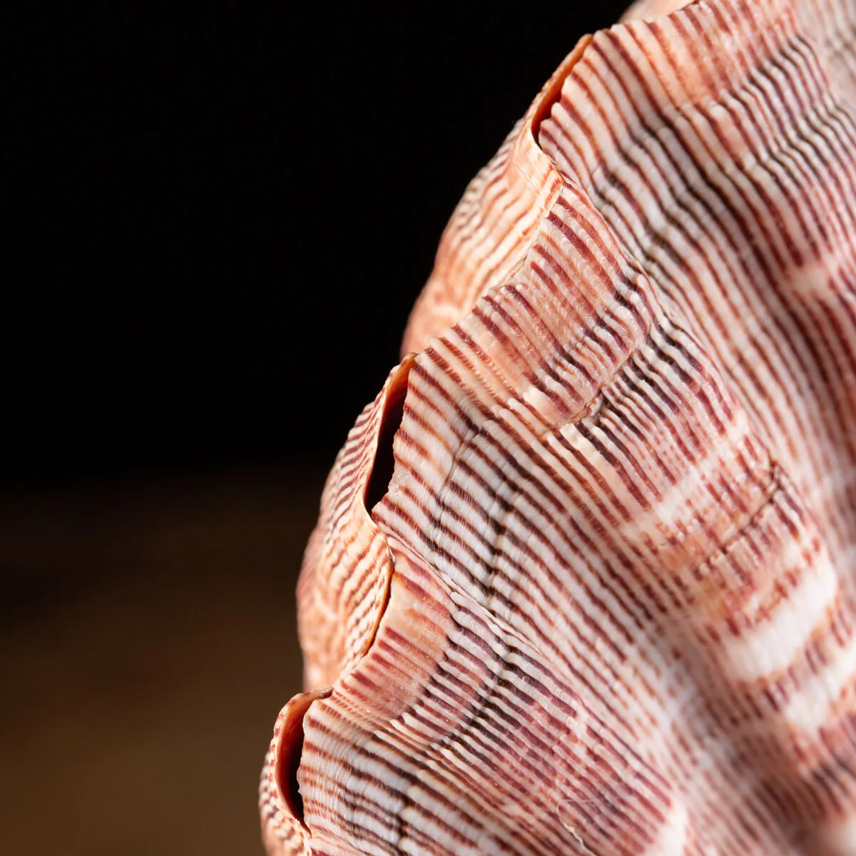 Pecten Subnodosus su Piedistallo