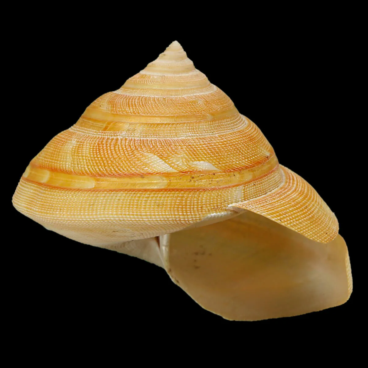 Bayerotrochus Teramachii