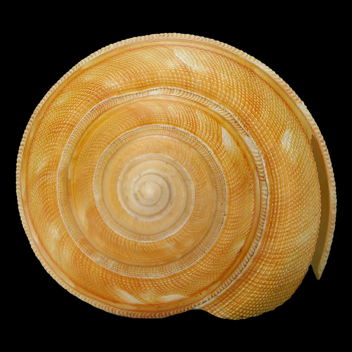 Bayerotrochus Teramachii