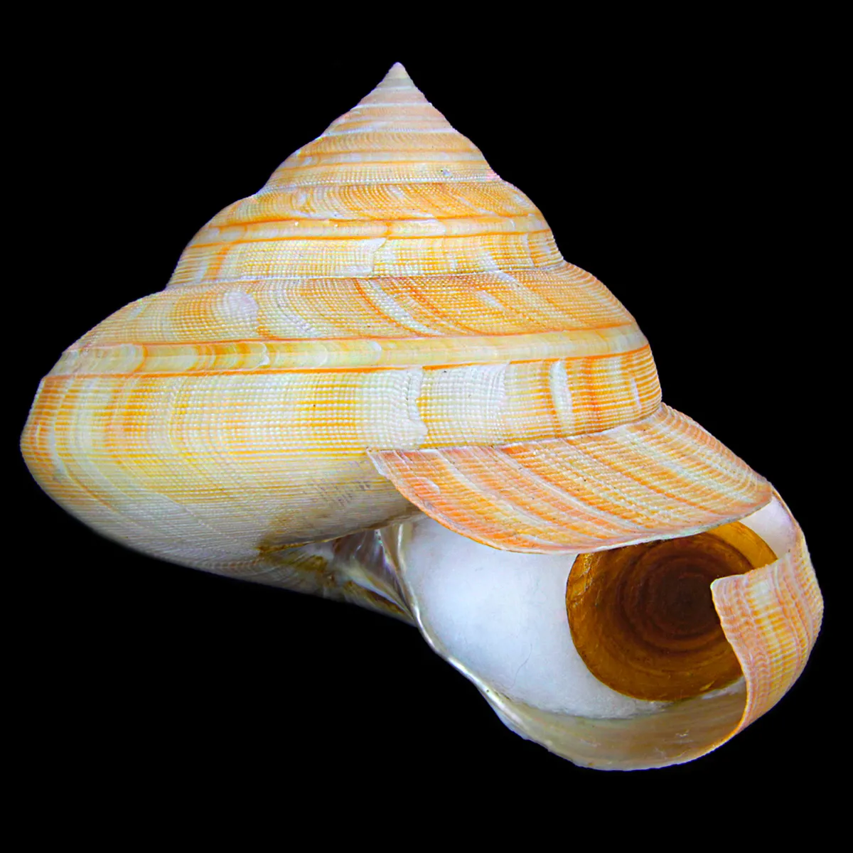 Bayerotrochus Teramachii