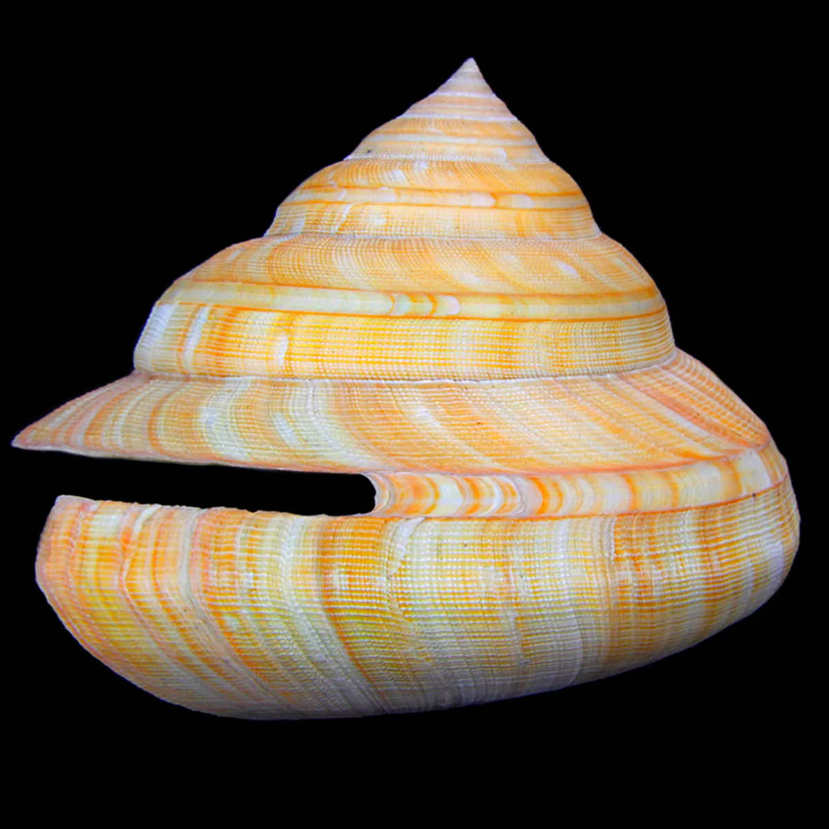 Bayerotrochus Teramachii