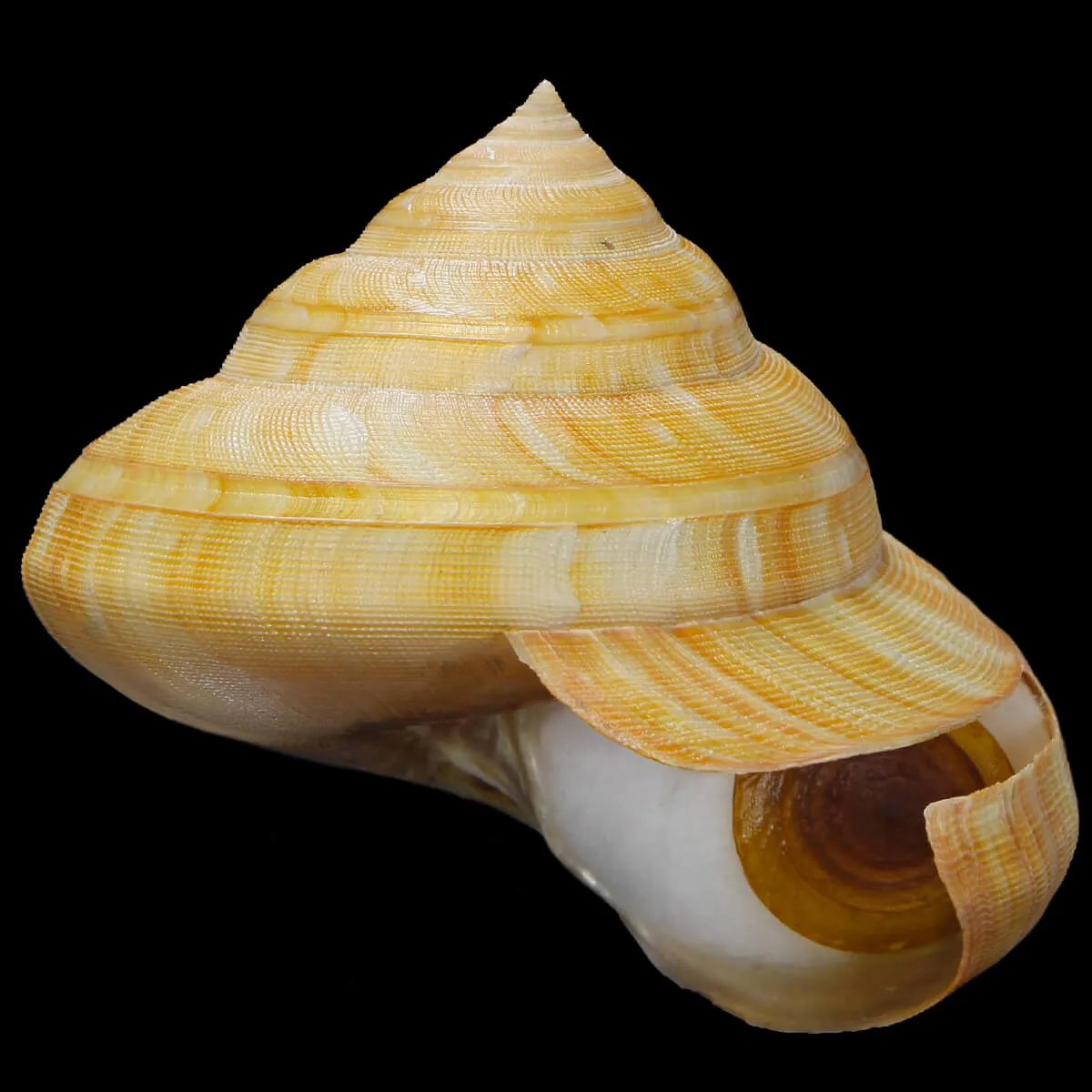 Bayerotrochus Teramachii