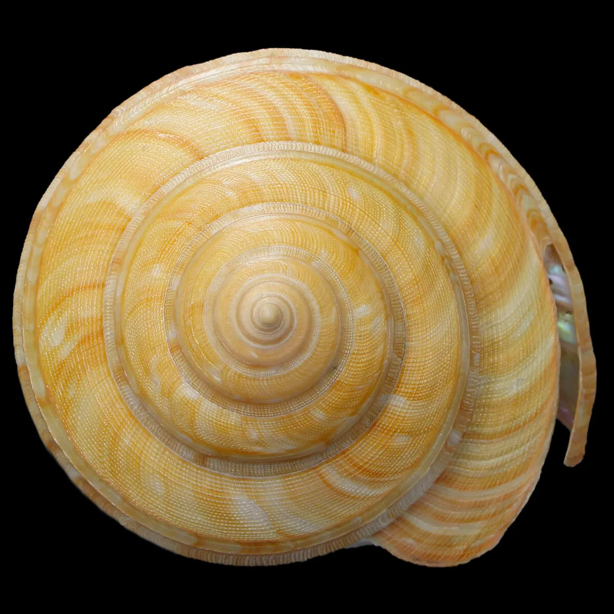 Bayerotrochus Teramachii
