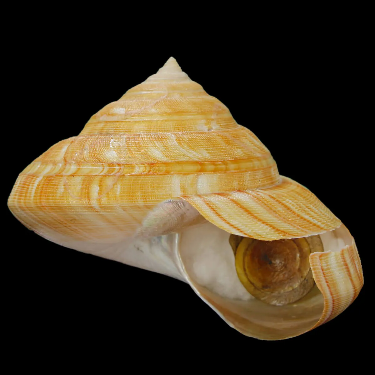 Bayerotrochus Teramachii