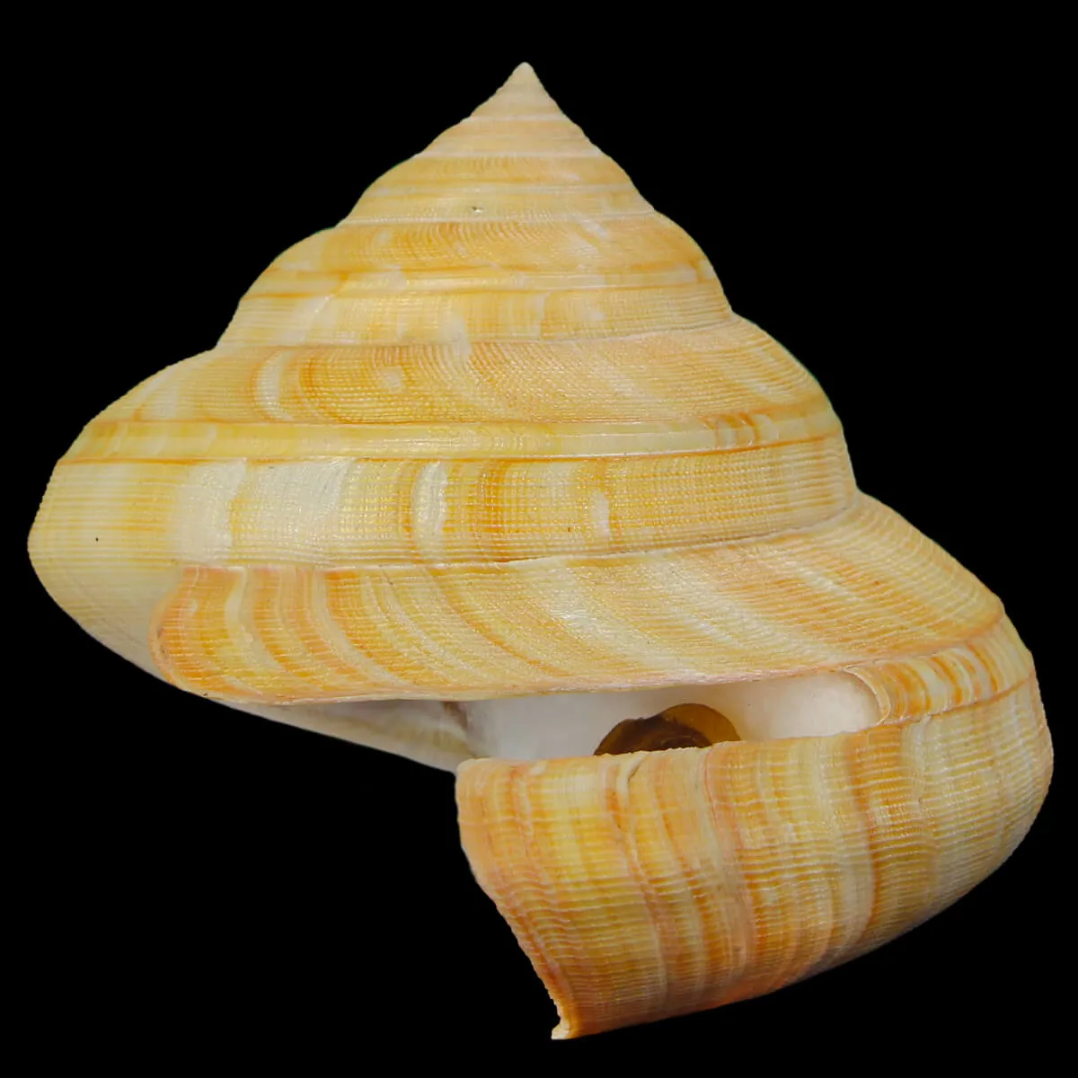 Bayerotrochus Teramachii